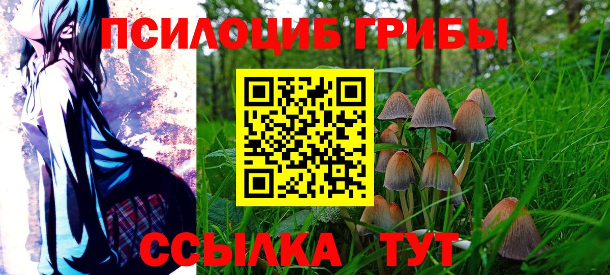 Псилоцибиновые грибы Psilocybe Ставрополь