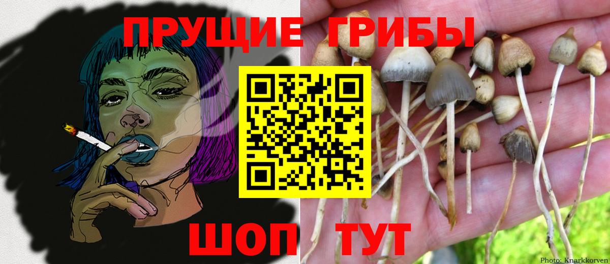 Псилоцибиновые грибы Psilocybe  Вход с VPN  Ставрополь 